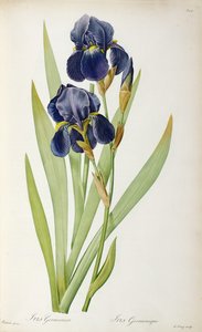 Iris Germanica, aus `Les Liliacees